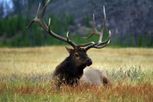 Bull Elk resting in Yellowstone National Park, Montana